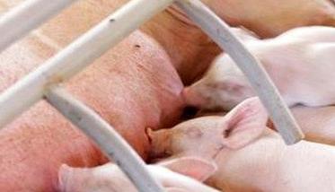 哺乳仔猪的生理特点和生长发育特征（哺乳仔猪的生理特点和生长发育特征是什么）