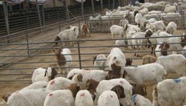 肉羊饲养周期是多少天 肉羊饲养标准