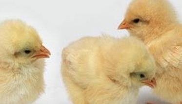 如何掌握蛋鸡苗育雏技术 蛋鸡育雏防疫程序