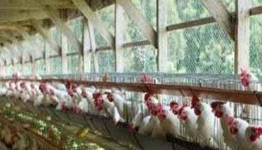 笼养肉鸡舍内养殖环境的控制方法（笼养肉鸡饲养管理）