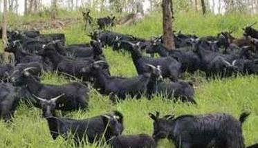 黑山羊养殖如何搞好场地的卫生环境 黑山羊养殖如何搞好场地的卫生环境管理