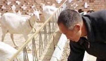 养羊良种繁育基地建设的具体做法 养羊基地建设实施方案