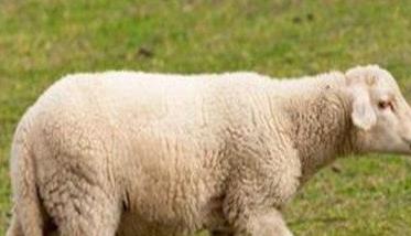 怎样防治羊的传染性结膜角膜炎（怎样防治羊的传染性结膜角膜炎呢）