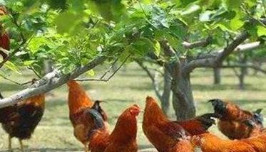 果园散养土鸡的饲养管理方法（散养土鸡的养殖方法）