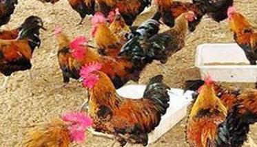 发酵床养鸡没有卖鸡粪的收入
