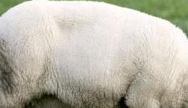 一只羊有多重吃多少草料（一只羊大概多重?）