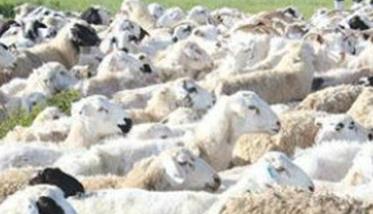 我国羊的品种区划及育种方向如何 我国羊品种有哪些