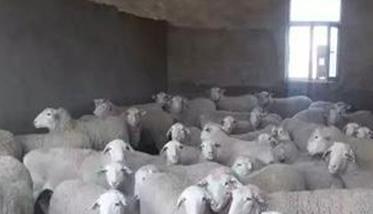 种用母羊的饲养管理技术要点 母羊的饲养与管理技术