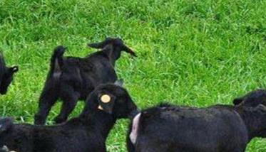 高温高湿条件下牧羊的注意事项（高温高湿环境下,家畜易发的疾病为）