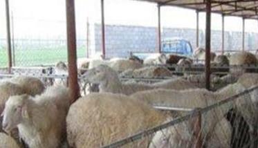 养殖杂交肉羊的优势和效益在哪里（杂交肉羊品种图片）