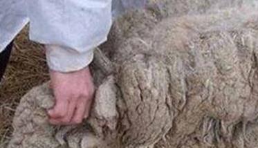 羊的东毕吸虫病的诊断要点是什么 牛羊东毕吸虫