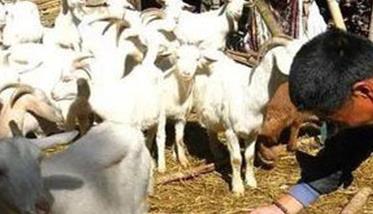 如何提高母羊产羔量 怎么提高母羊产羔率