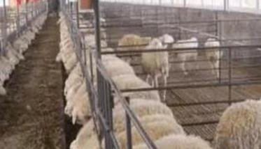 冬季养羊要注意哪些问题？ 夏天养羊注意哪些事项