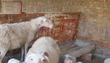 怎样养羊一胎产双羔（产单羔羊能有办法产双羔）
