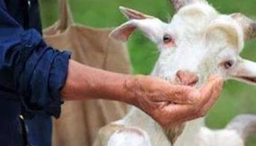 肉羊主要传染病的防治方法 羊有哪些传染病怎么防治