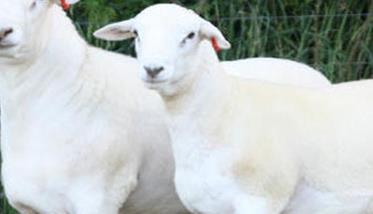 适合舍饲圈养的绵羊品种介绍 养殖绵羊什么品种好
