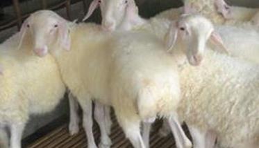 小尾寒羊的生产优势 小尾寒羊主产地