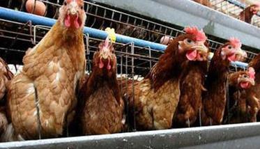 蛋鸡产蛋高峰期的饲养要点 蛋鸡高产的饲养管理要点