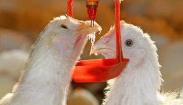 肉种鸡生产中的饮水管理技术要点（肉种鸡生产中的饮水管理技术要点包括）