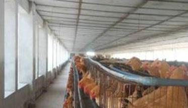 如何提高种鸡场养殖效率的措施 如何提高养鸡场经济效益