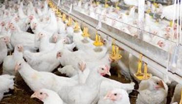 如何加强肉鸡的日常管理的四项措施 肉鸡的饲养管理要点