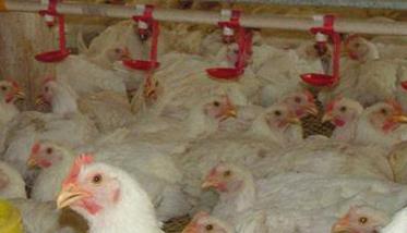 如何科学高效给药防控鸡群疾病 如何科学高效给药防控鸡群疾病