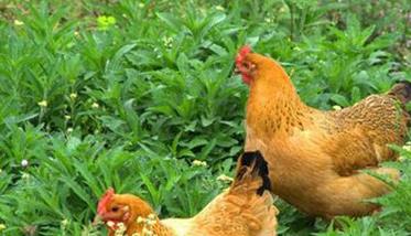 发展放养虫草鸡应具备怎样的环境条件