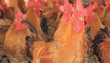 优质黄羽肉鸡的饲养管理技术要点 黄羽肉鸡饲养及性能测定