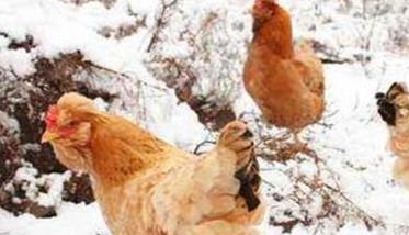 鸡群秋冬季常见疾病症状及治疗分析（冬季鸡常见病的症状及治疗）