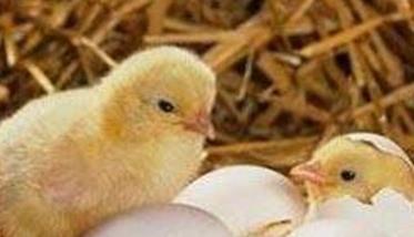 蛋鸡种蛋孵化率下降的原因是什么 种蛋孵化率低