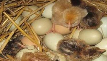 乌鸡蛋孵化温度、湿度是多少（乌鸡蛋孵化温度,湿度是多少正常）