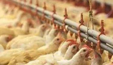 鸡群呼吸系统综合症原因和防治方法,如何预防