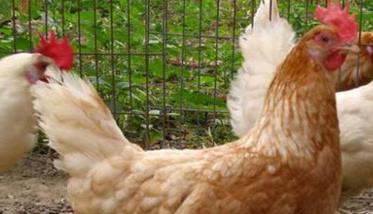 “五法”识辨高产鸡和低产鸡 高产鸡的特征