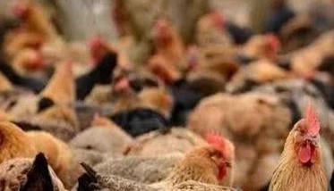 鸡产生应激的常见原因是什么 鸡产生应激的常见原因是什么病