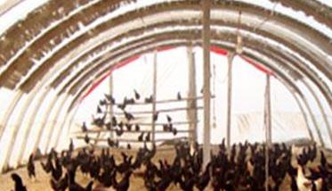 大棚养殖蛋鸡如何把环境调控要做好（大棚里养鸡技术）