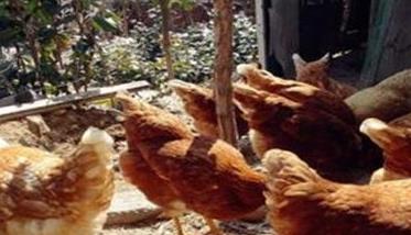 庭院养鸡应注意的问题 庭院里养鸡影响风水吗