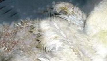养鹅须重视预防的主要传染病简介 养鹅技术和疾病预防