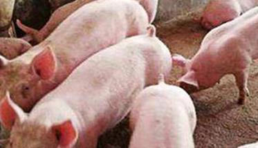 早期断奶仔猪需要哪些营养物质 早期断奶仔猪需要哪些营养物质补充