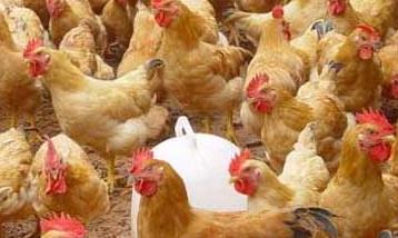 养鸡要重视鸡场的环境卫生管理工作（养鸡要重视鸡场的环境卫生管理工作对吗）