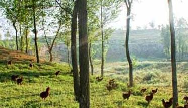 树林中散养鸡要注意哪些问题（林下养鸡注意事项和预防病害）