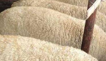 羊喂精料太多会导致酸中毒（羊吃了发酸的草料中毒）