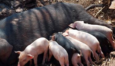 养猪场母猪饲养管理有哪些技巧 养猪场母猪饲养管理有哪些技巧呢