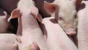 仔猪养殖管理中的几种诱食技巧 仔猪养殖管理中的几种诱食技巧有哪些