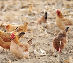 蛋鸡的饲料品质控制及配方调整（蛋鸡的饲料品质控制及配方调整措施）