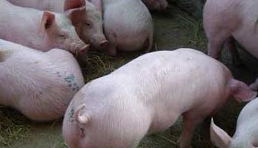 仔猪水肿病的辨别及防治方法 仔猪水肿病的防治措施
