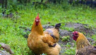果园养鸡怎么搭鸡棚（果园养鸡怎么搭鸡棚图片）