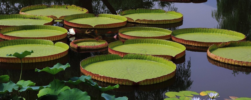 王莲是水生植物 王莲是水生花卉吗