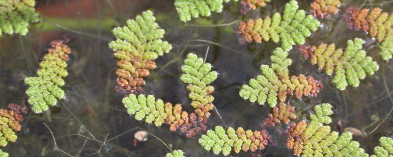 满江红植物的药用价值 满江红,是什么植物