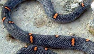 令人恐惧的喜玛拉雅白头蛇 喜玛拉雅白头蛇毒性