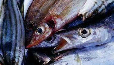 带鱼养殖－带鱼图片（皇带鱼图片）